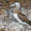 Brown Booby